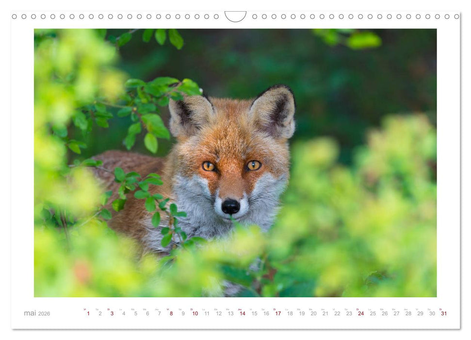 Un an avec le renard roux (CALVENDO Calendrier mensuel 2026)