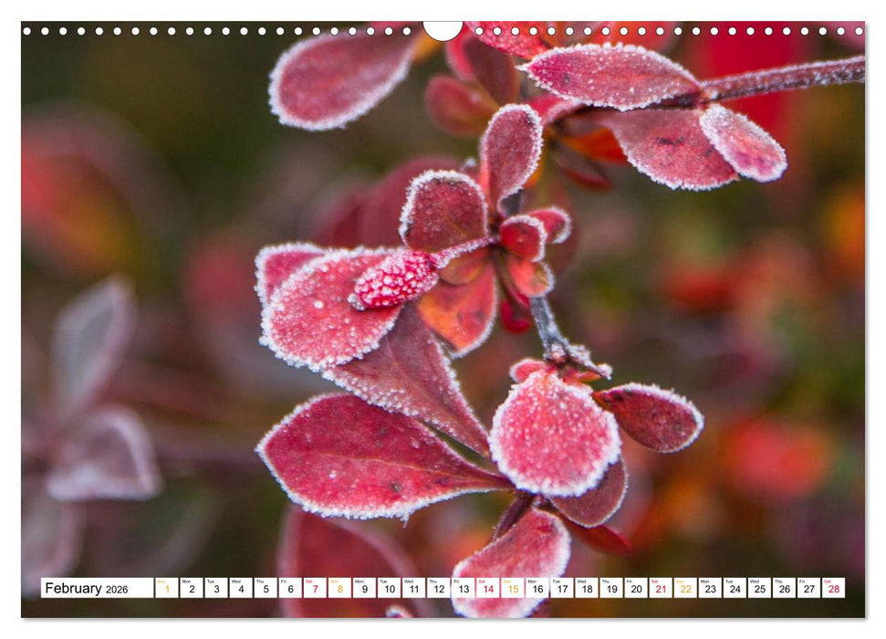 Four seasons in Estonia (CALVENDO Monthly Calendar 2026)