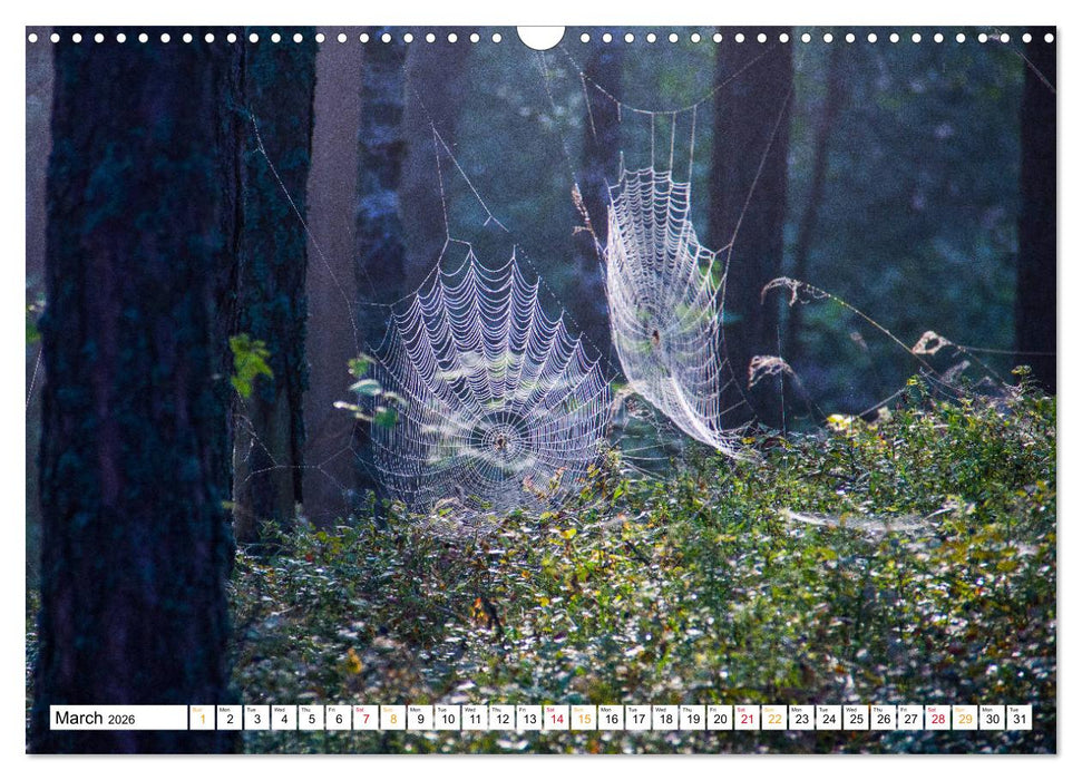 Four seasons in Estonia (CALVENDO Monthly Calendar 2026)