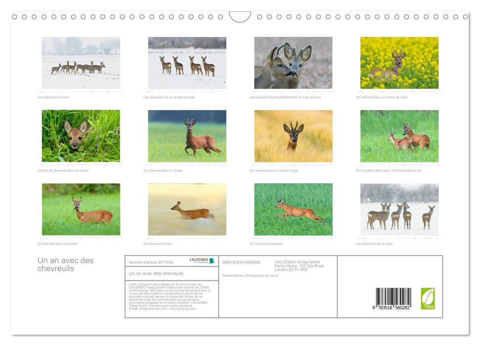 Un an avec des chevreuils (CALVENDO Calendrier mensuel 2026)