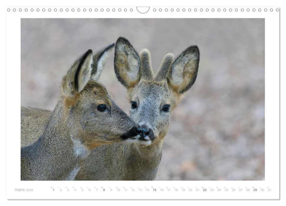 Un an avec des chevreuils (CALVENDO Calendrier mensuel 2026)