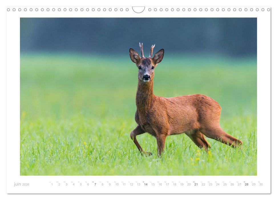 Un an avec des chevreuils (CALVENDO Calendrier mensuel 2026)