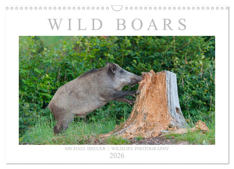 Wild Boars (CALVENDO Monthly Calendar 2026)