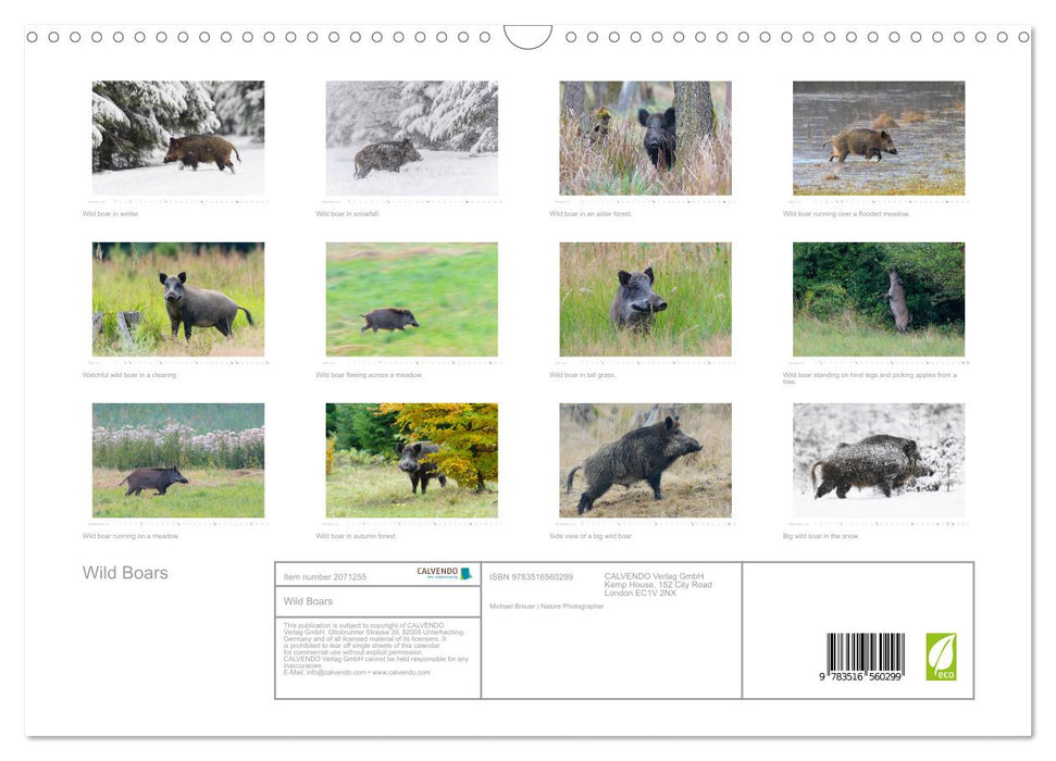 Wild Boars (CALVENDO Monthly Calendar 2026)