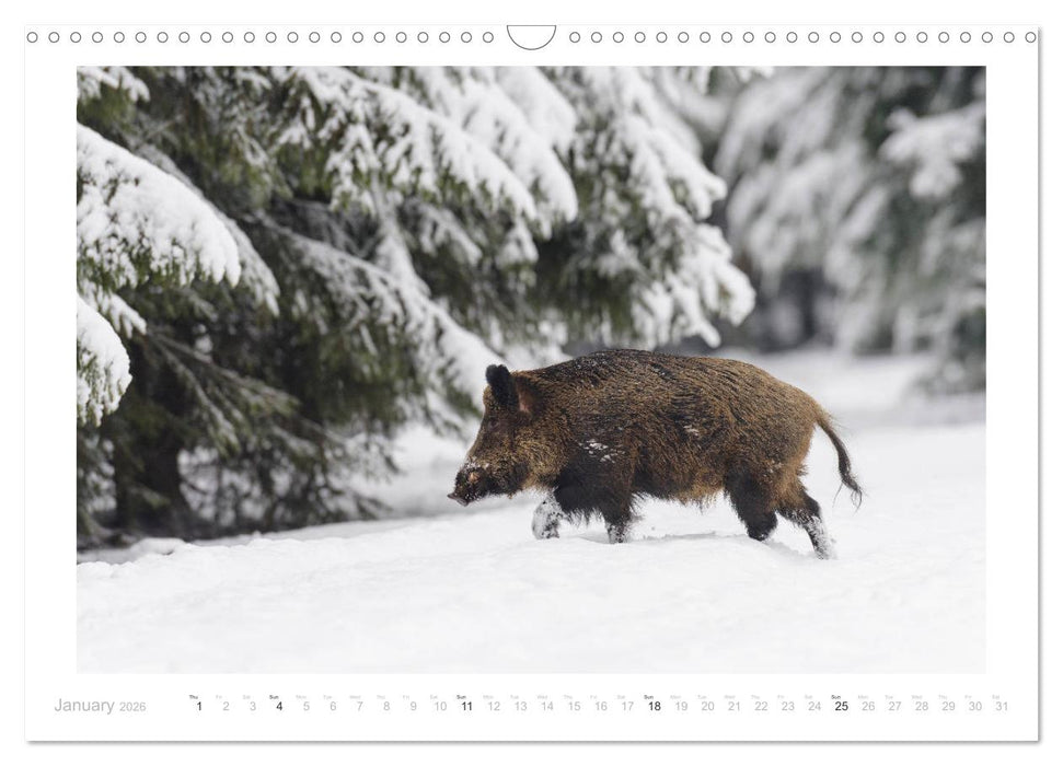 Wild Boars (CALVENDO Monthly Calendar 2026)