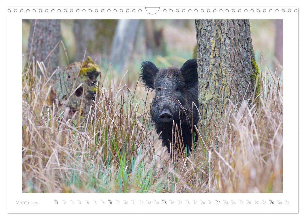 Wild Boars (CALVENDO Monthly Calendar 2026)
