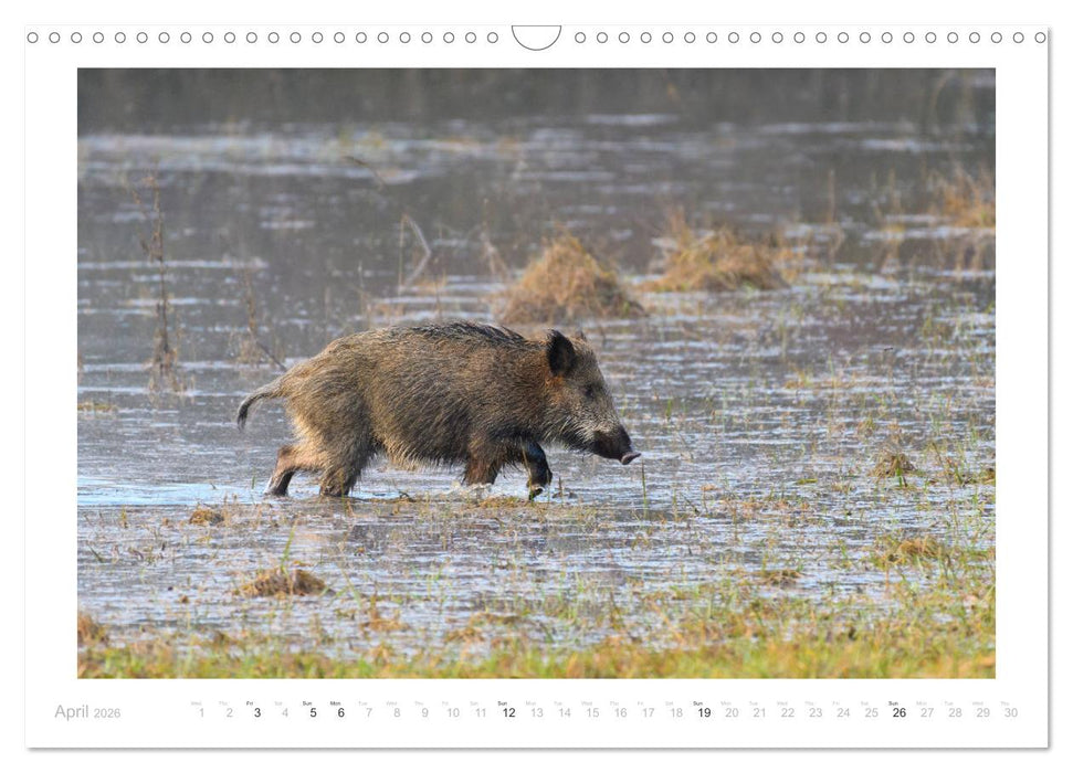 Wild Boars (CALVENDO Monthly Calendar 2026)