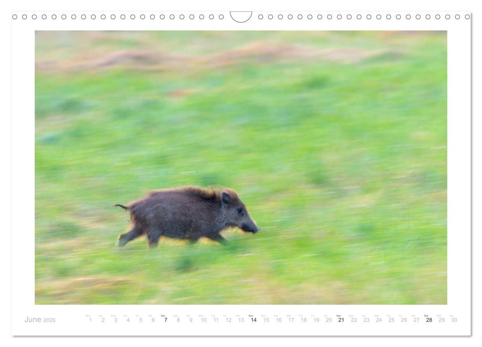Wild Boars (CALVENDO Monthly Calendar 2026)