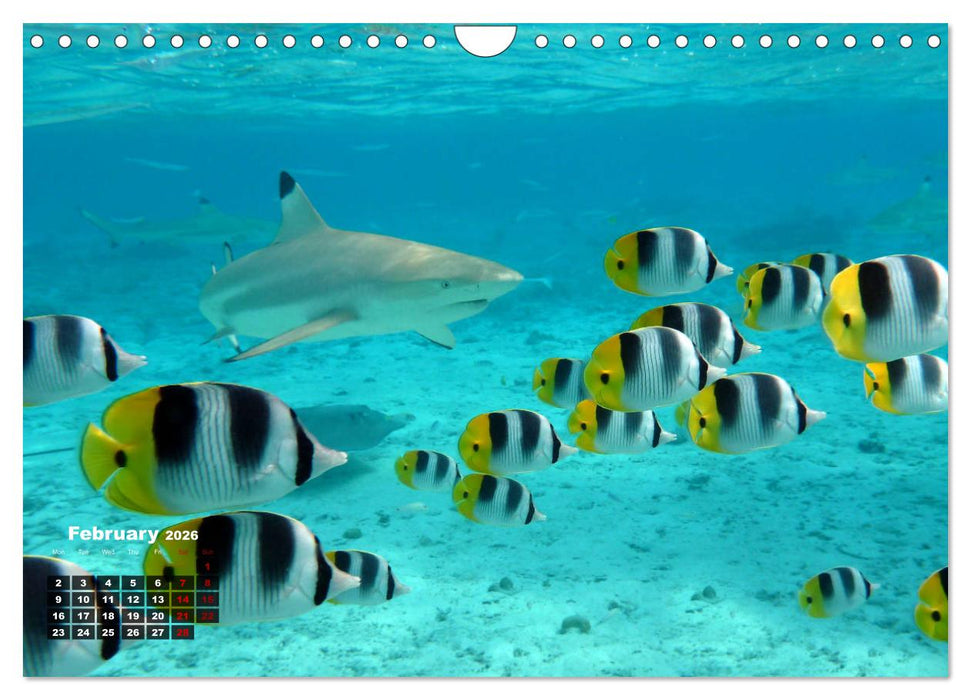 Bora Bora (CALVENDO Monthly Calendar 2026)
