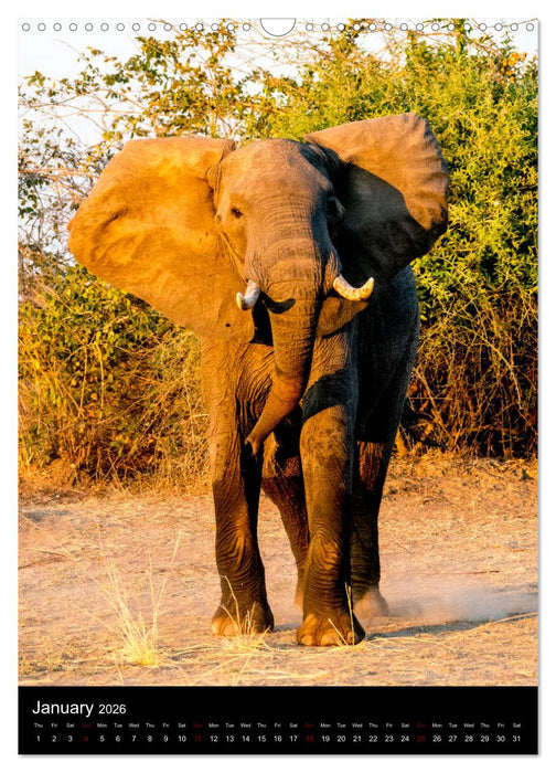 South Luangwa Wildlife (CALVENDO Monthly Calendar 2026)