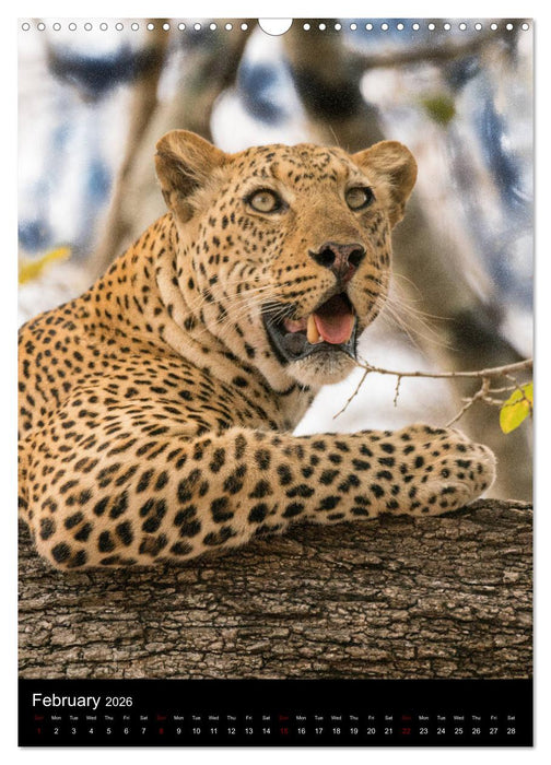 South Luangwa Wildlife (CALVENDO Monthly Calendar 2026)