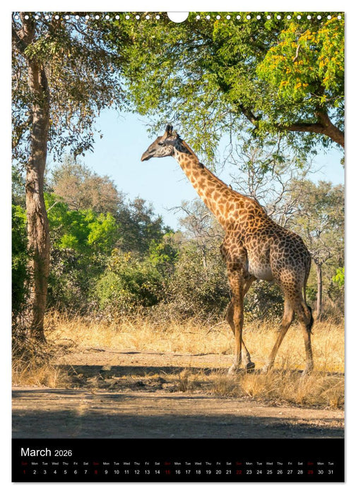 South Luangwa Wildlife (CALVENDO Monthly Calendar 2026)