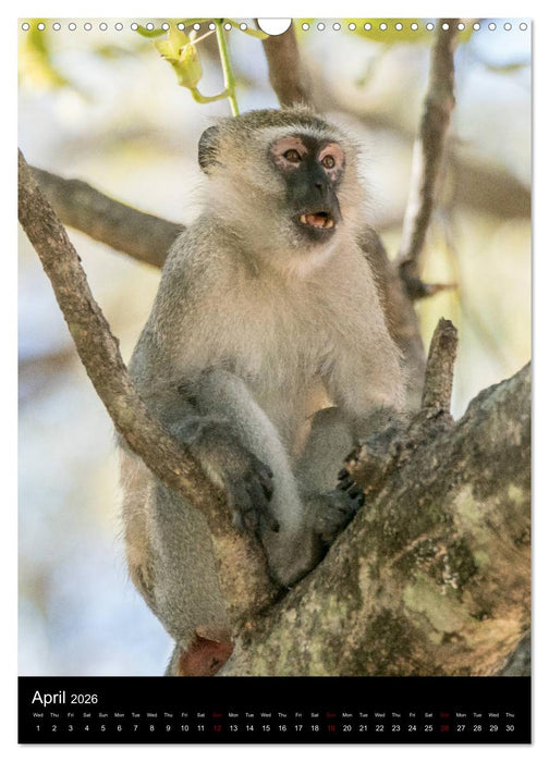 South Luangwa Wildlife (CALVENDO Monthly Calendar 2026)
