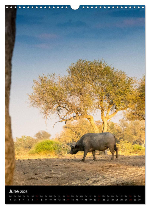 South Luangwa Wildlife (CALVENDO Monthly Calendar 2026)