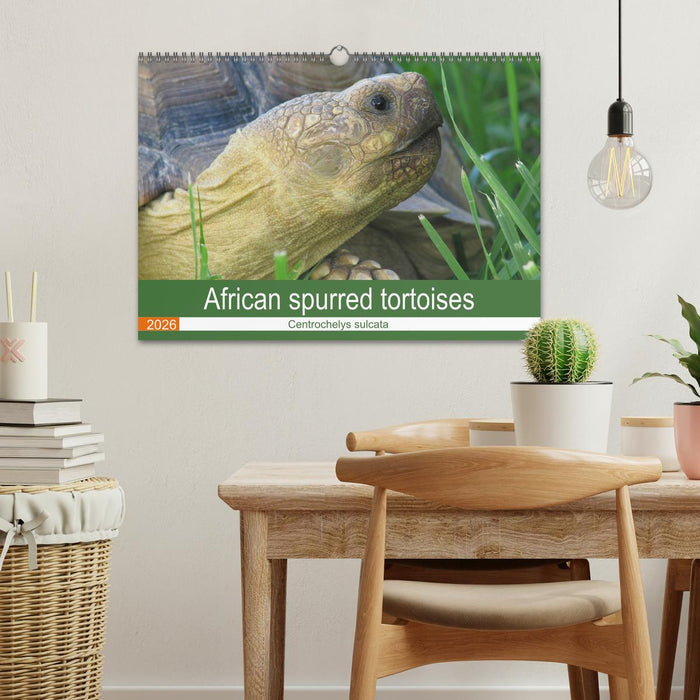 African spurred tortoises (CALVENDO Monthly Calendar 2026)