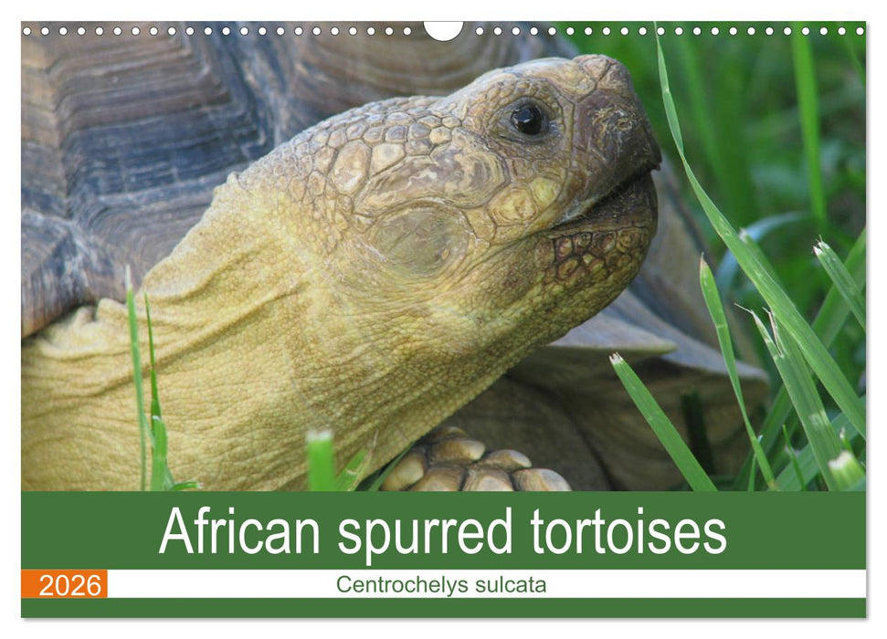 African spurred tortoises (CALVENDO Monthly Calendar 2026)
