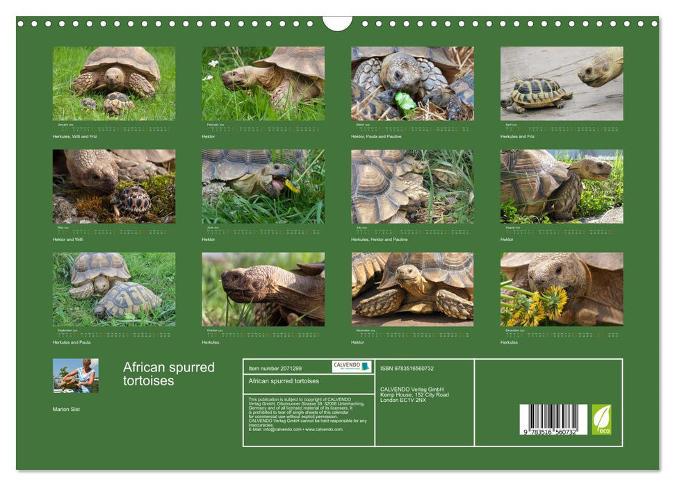 African spurred tortoises (CALVENDO Monthly Calendar 2026)