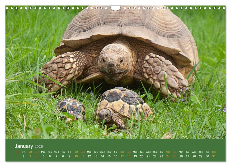 African spurred tortoises (CALVENDO Monthly Calendar 2026)