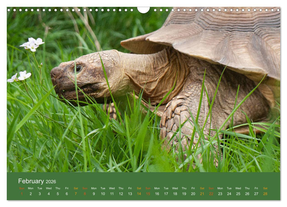 African spurred tortoises (CALVENDO Monthly Calendar 2026)