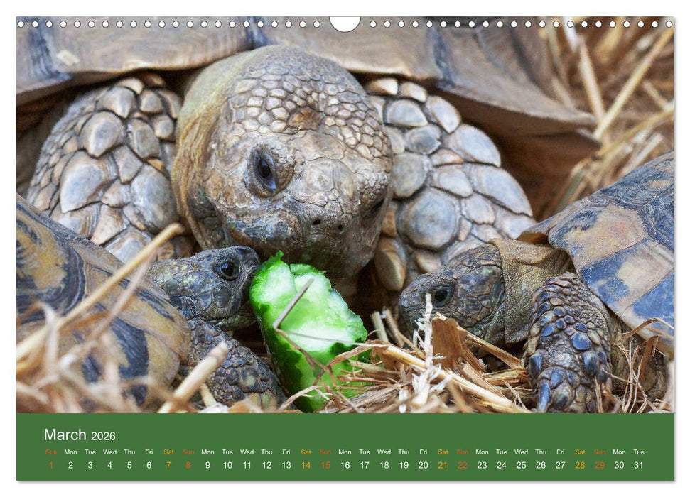 African spurred tortoises (CALVENDO Monthly Calendar 2026)