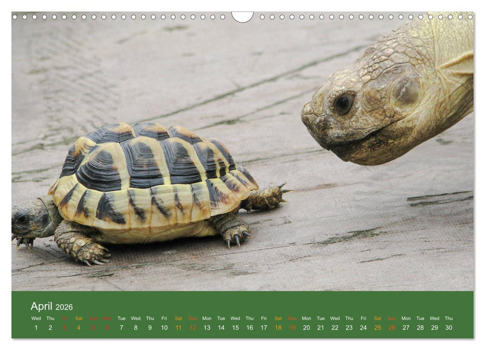 African spurred tortoises (CALVENDO Monthly Calendar 2026)