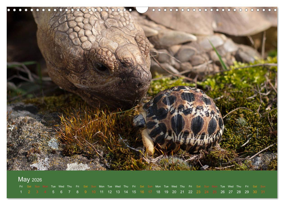 African spurred tortoises (CALVENDO Monthly Calendar 2026)