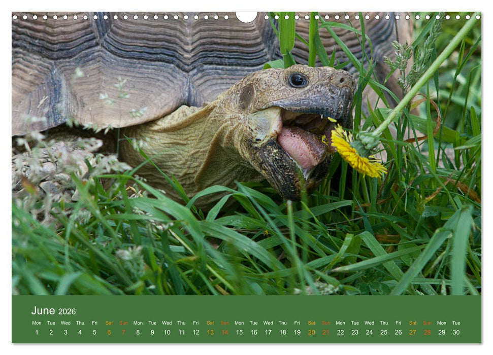 African spurred tortoises (CALVENDO Monthly Calendar 2026)