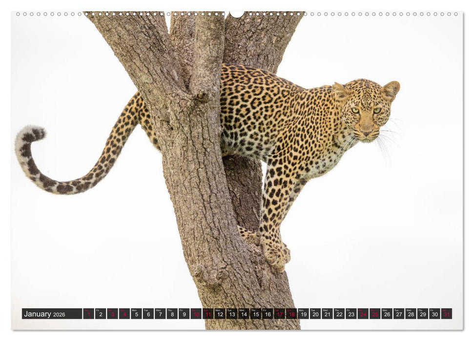 Leopards in the wild (CALVENDO Premium-Calendar 2026)