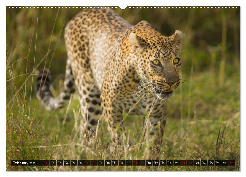Leopards in the wild (CALVENDO Premium-Calendar 2026)