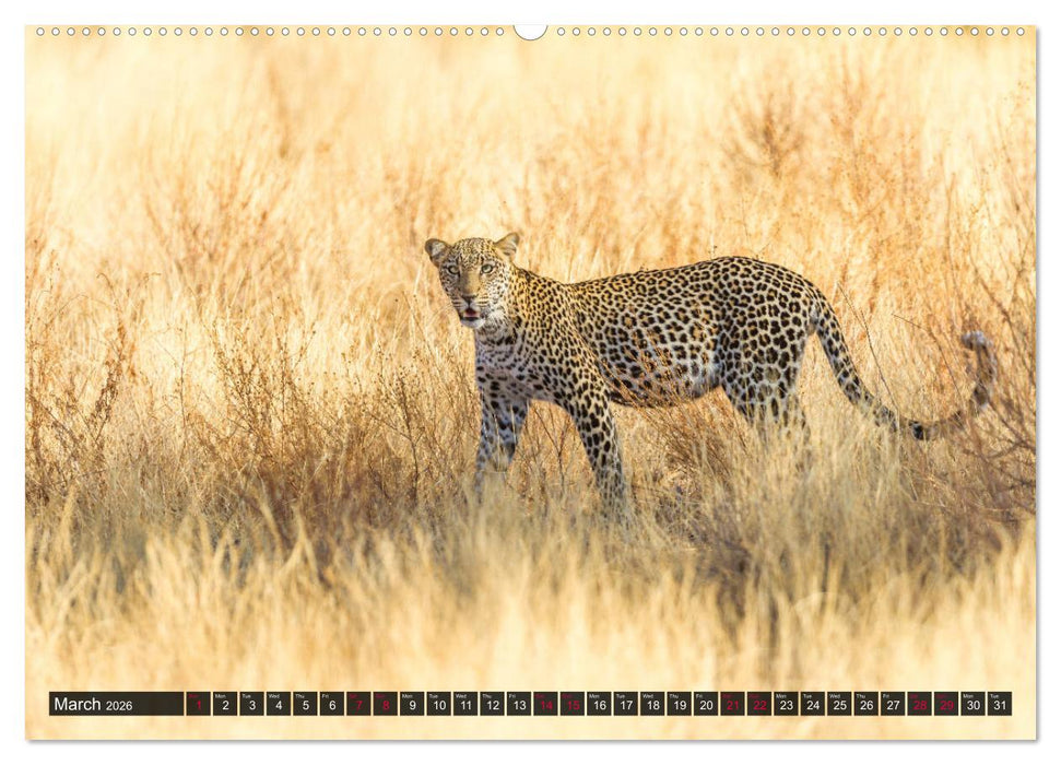 Leopards in the wild (CALVENDO Premium-Calendar 2026)