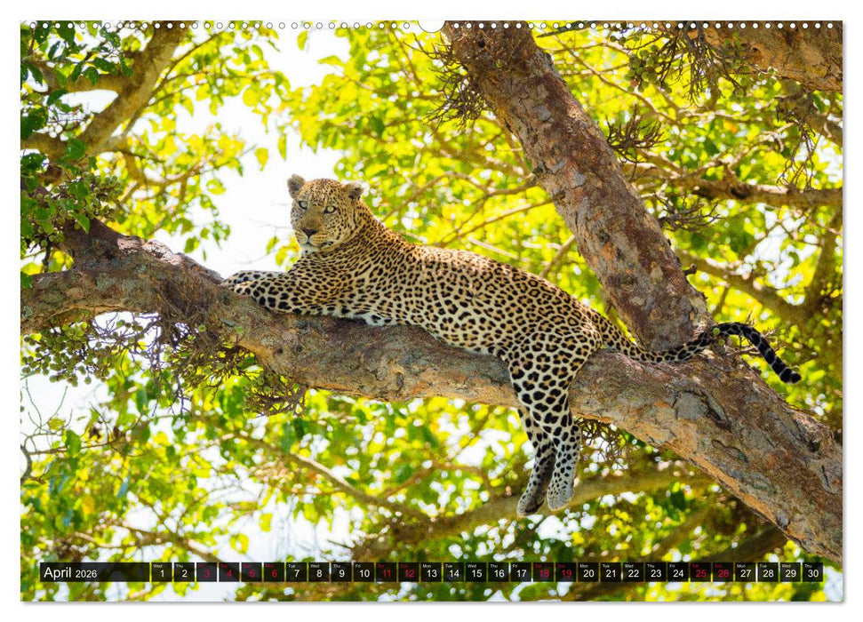 Leopards in the wild (CALVENDO Premium-Calendar 2026)