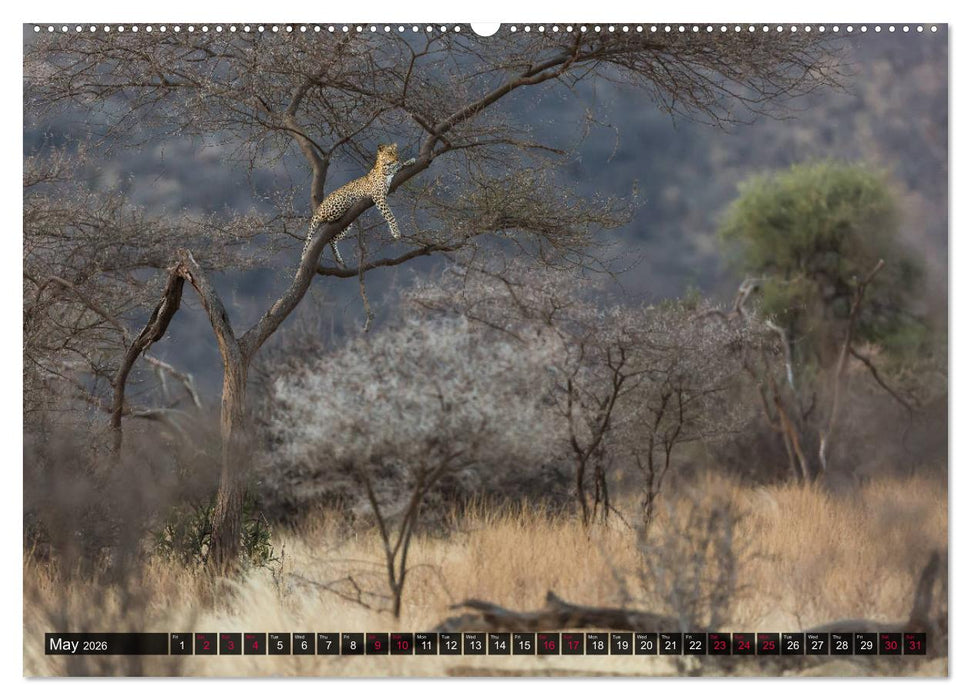 Leopards in the wild (CALVENDO Premium-Calendar 2026)