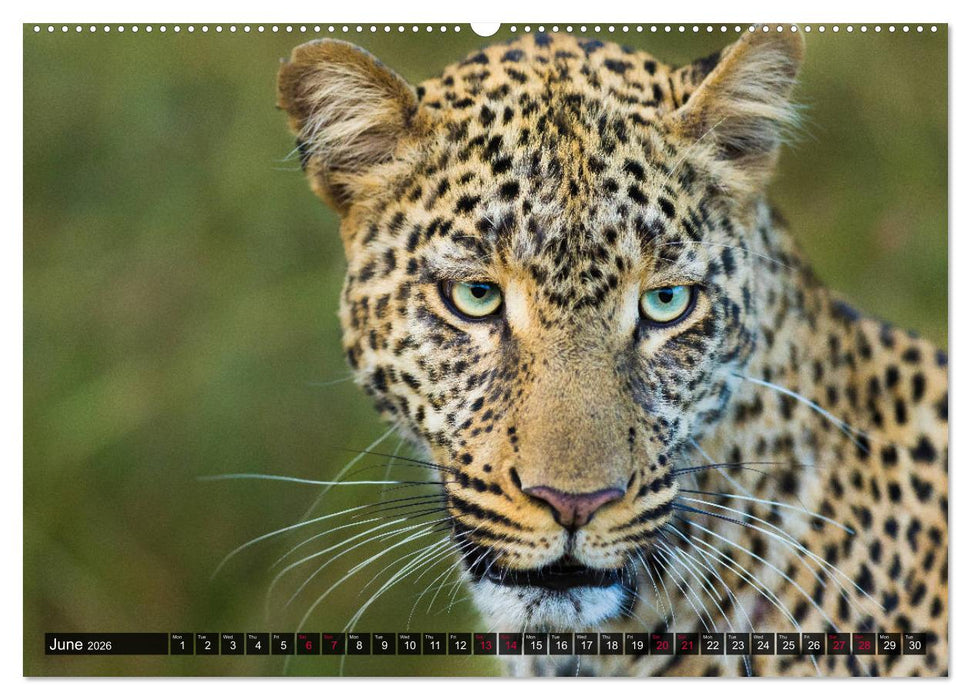 Leopards in the wild (CALVENDO Premium-Calendar 2026)