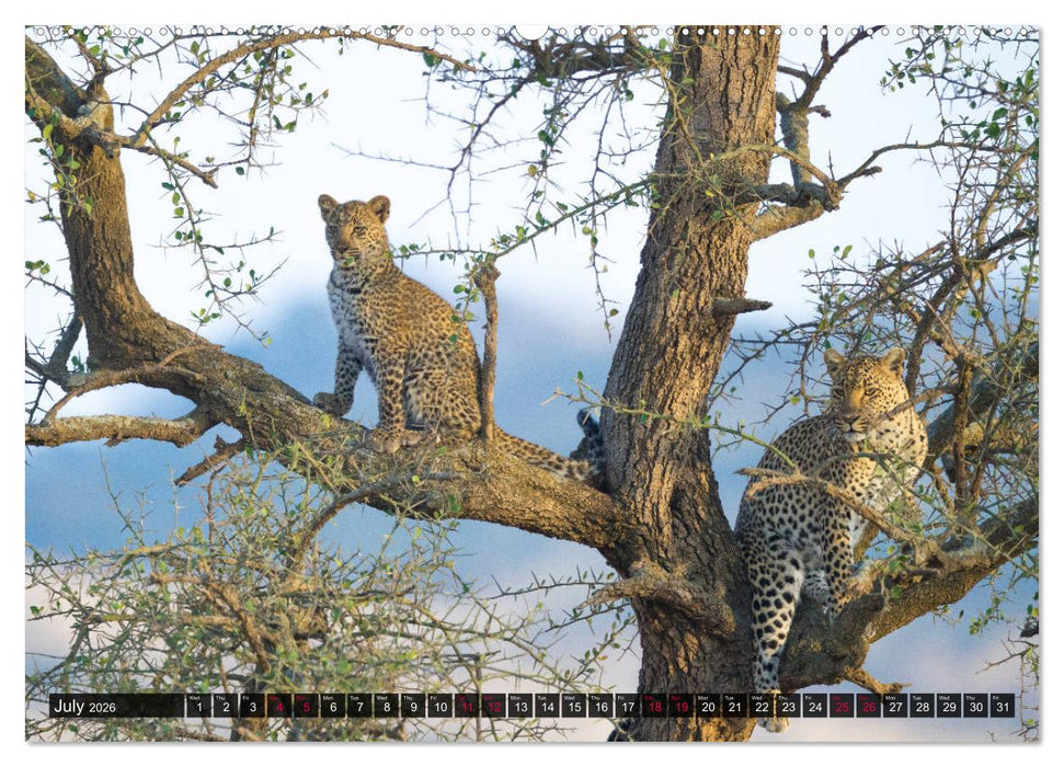 Leopards in the wild (CALVENDO Premium-Calendar 2026)