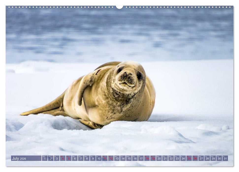 Antarctica Glaciers, seals and penguins (CALVENDO Premium-Calendar 2026)