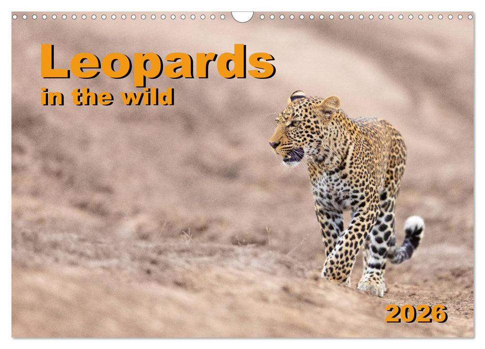Leopards in the wild (CALVENDO Monthly Calendar 2026)