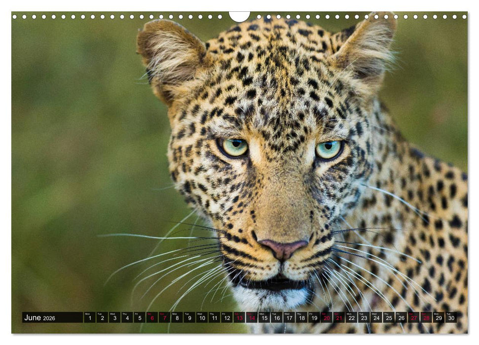 Leopards in the wild (CALVENDO Monthly Calendar 2026)