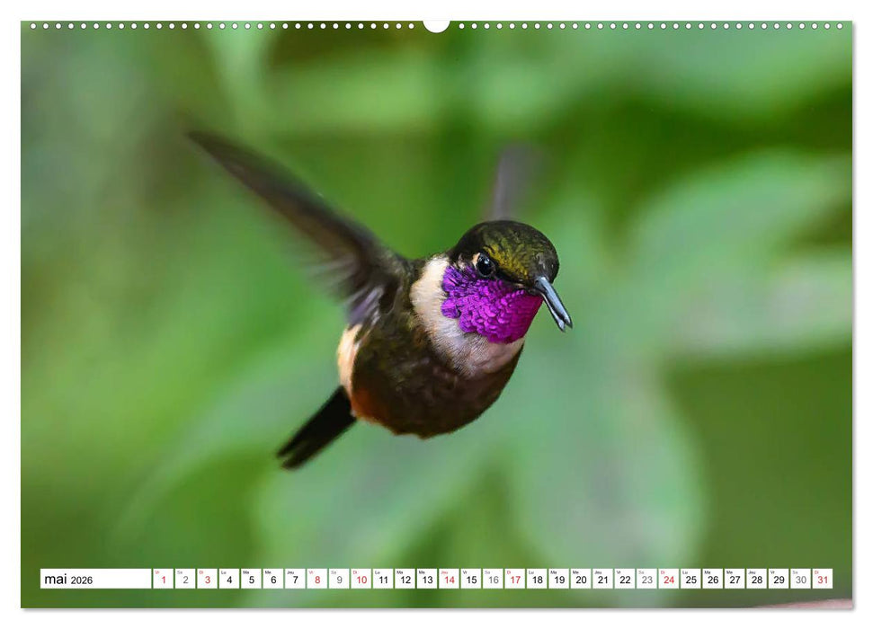 Colibris - pierres précieuses volantes (CALVENDO Calendrier supérieur 2026)