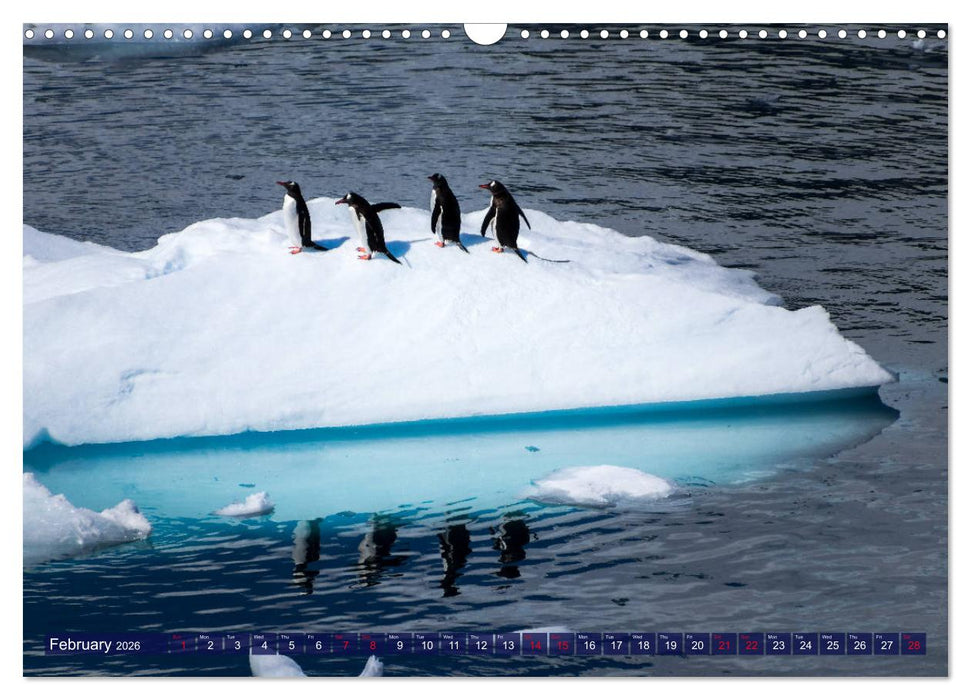 Antarctica Glaciers, seals and penguins (CALVENDO Monthly Calendar 2026)