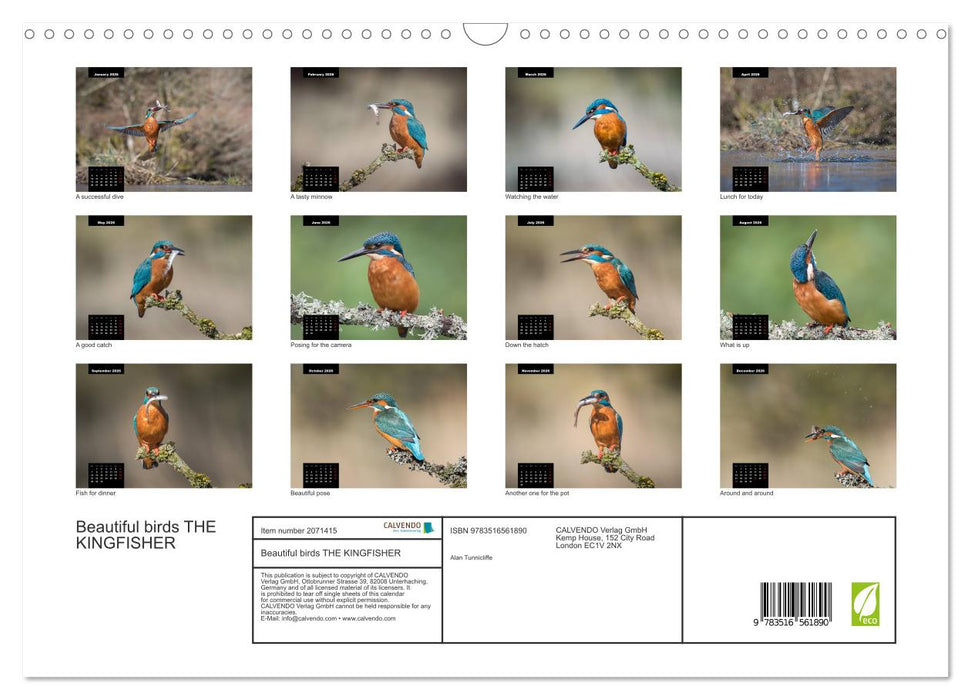 Beautiful birds THE KINGFISHER (CALVENDO Monthly Calendar 2026)