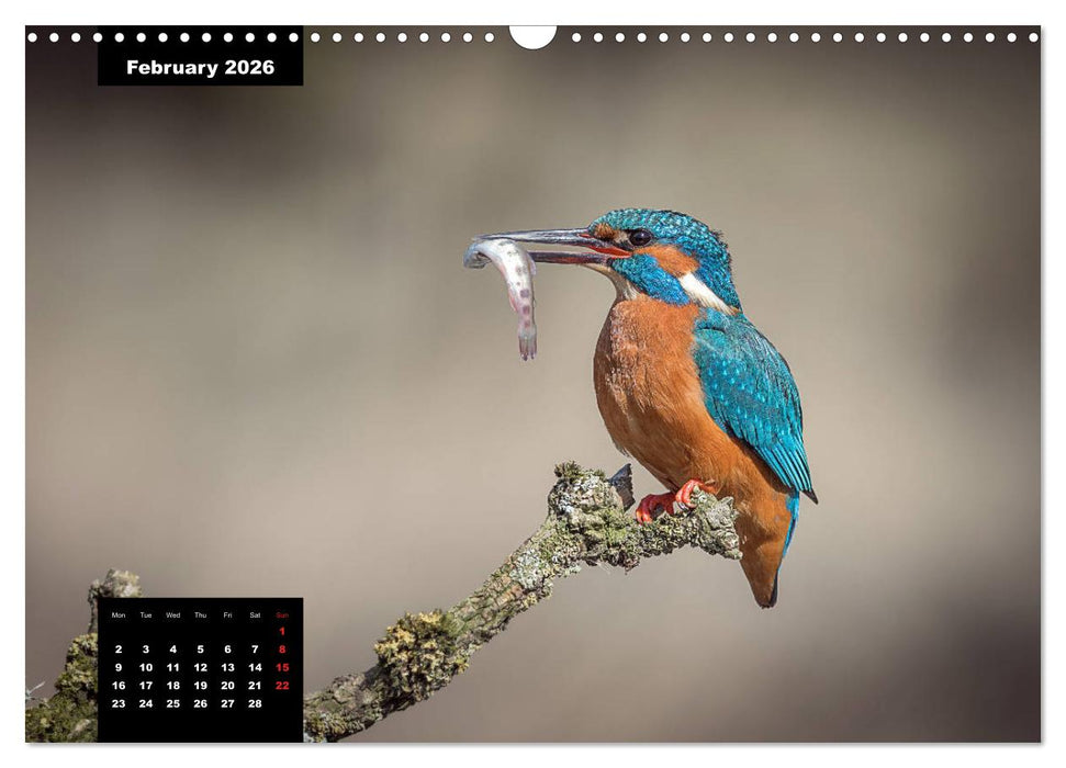 Beautiful birds THE KINGFISHER (CALVENDO Monthly Calendar 2026)