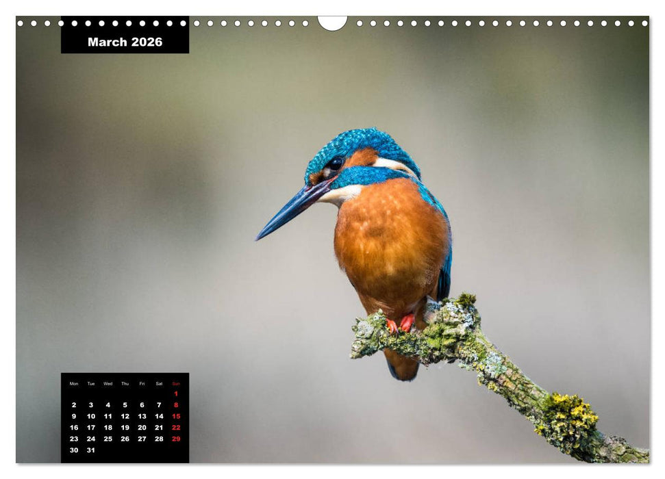 Beautiful birds THE KINGFISHER (CALVENDO Monthly Calendar 2026)