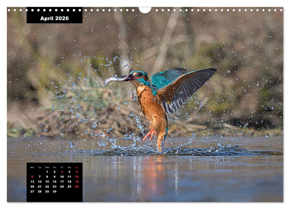 Beautiful birds THE KINGFISHER (CALVENDO Monthly Calendar 2026)