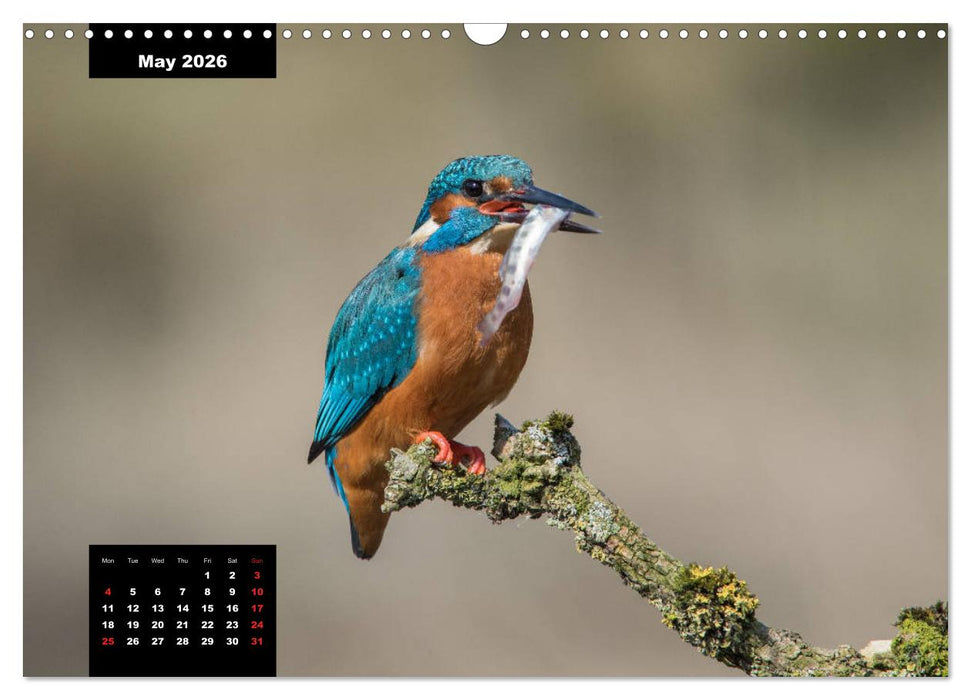Beautiful birds THE KINGFISHER (CALVENDO Monthly Calendar 2026)
