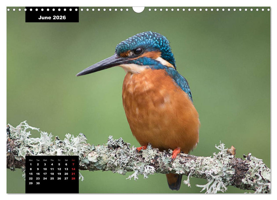 Beautiful birds THE KINGFISHER (CALVENDO Monthly Calendar 2026)