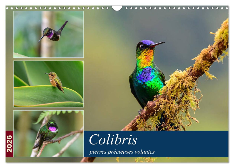 Colibris - pierres précieuses volantes (CALVENDO Calendrier mensuel 2026)