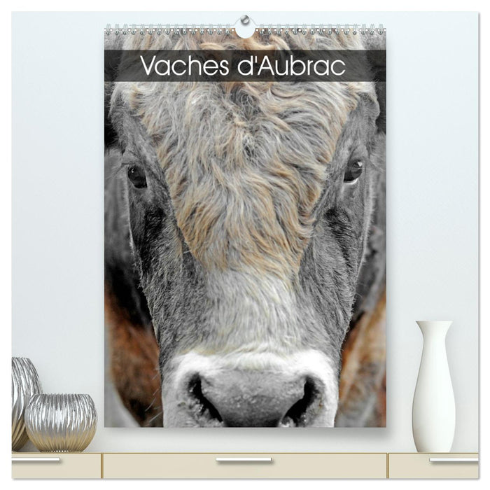 Vaches d'Aubrac (CALVENDO Calendrier supérieur 2026)