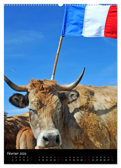 Vaches d'Aubrac (CALVENDO Calendrier supérieur 2026)