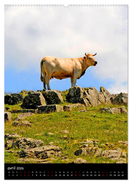 Vaches d'Aubrac (CALVENDO Calendrier supérieur 2026)