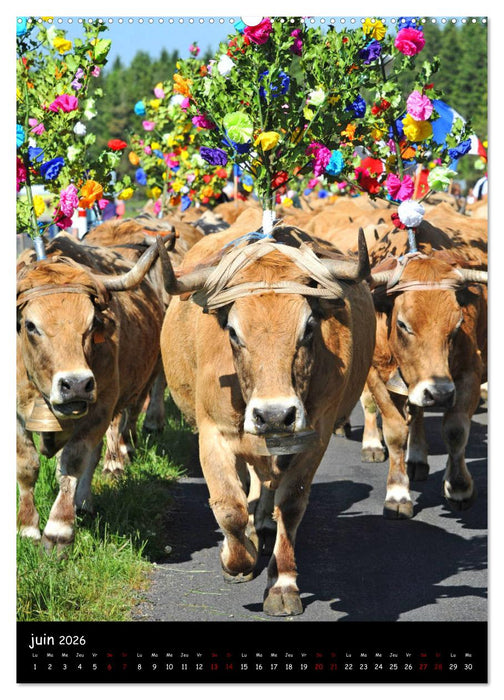 Vaches d'Aubrac (CALVENDO Calendrier supérieur 2026)